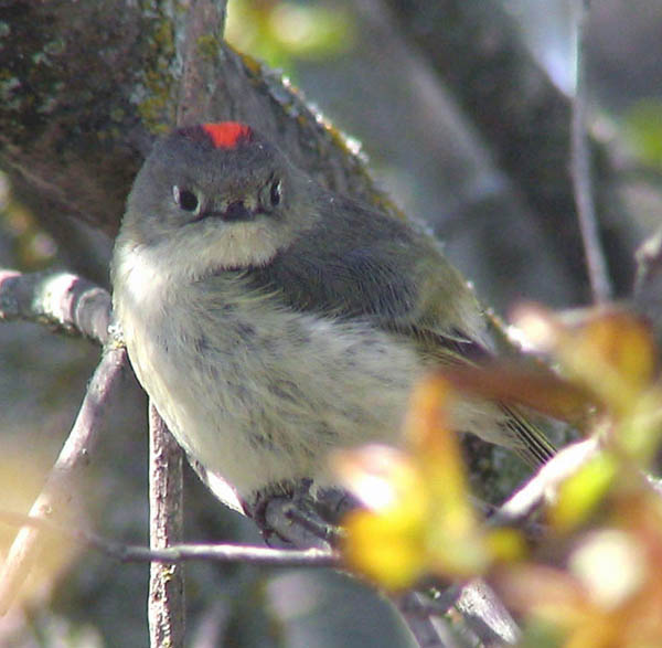  Ruby-crowned kinglet (male)